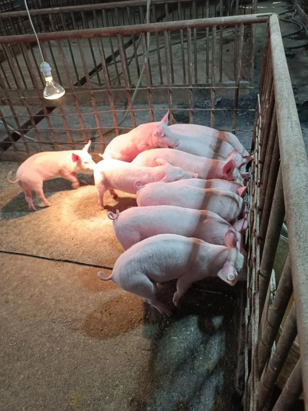 明天正月二十八,肥日,需要逮过年猪的是个好日子#大架子大屁 - 抖音