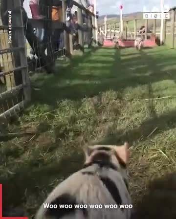 国外举行的迷你猪比赛，竞争超激烈 ，没想到平日憨憨的居居……