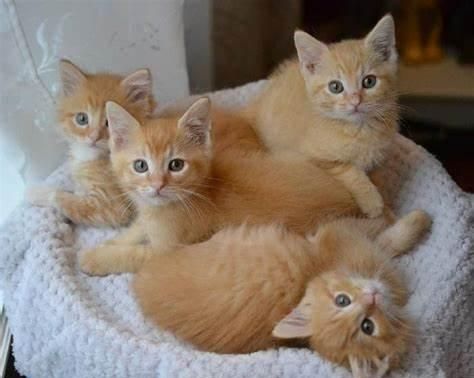 关于猫窝，你是怎么选择的？