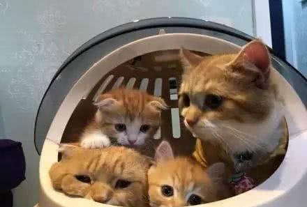 关于猫窝，你是怎么选择的？