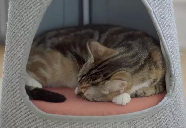 关于猫窝，你是怎么选择的？