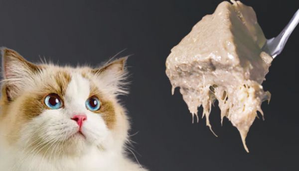 猫咪罐头品牌排行榜中选择维谱拉思,绵密营养,呵护猫咪生命周期