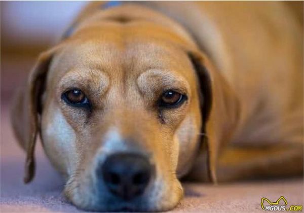 狗瘟热、“空调病”多发季节宠物日常需谨慎