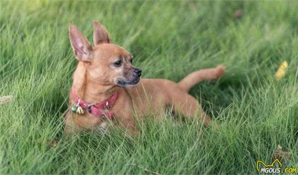 狗瘟热、“空调病”多发季节宠物日常需谨慎