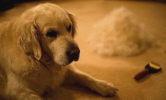 宠物掉毛常见原因：遗传、饮食、季节、健康问题。