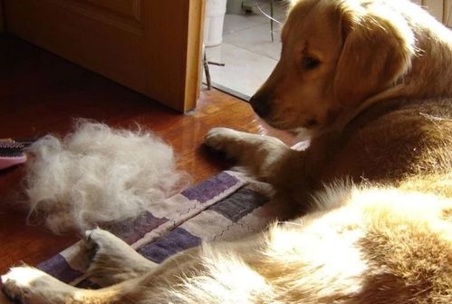 宠物掉毛常见原因：遗传、饮食、季节、健康问题。