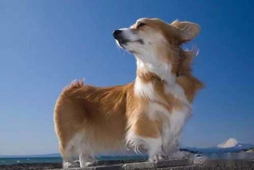 宠物换毛季：春末秋初，换毛频繁。