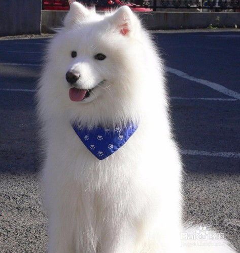 “萨摩耶专用，泡什么最营养？”