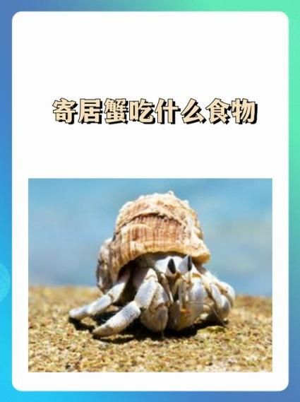 寄居蟹吃什么
