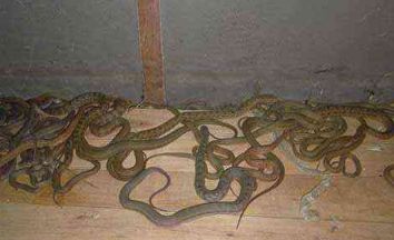 养蛇可以一起睡吗