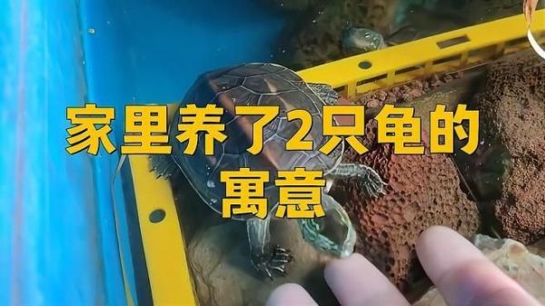 家里养2只乌龟好不好，家里养2只乌龟究竟好不好？饲养前必知的互动与养护