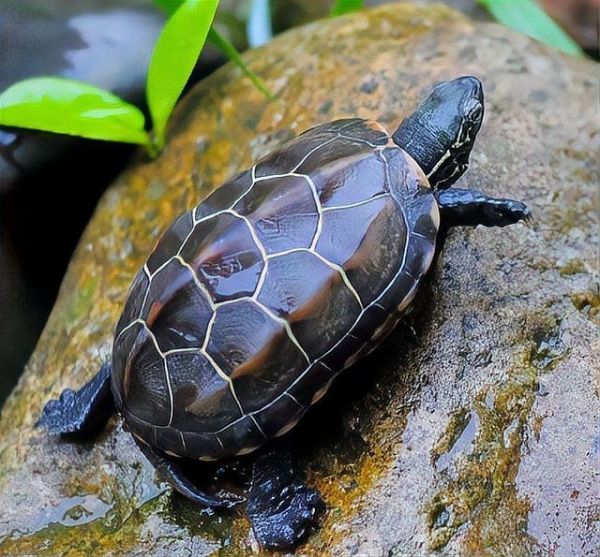 家里养2只乌龟好不好，家里养2只乌龟究竟好不好？饲养前必知的互动与养护