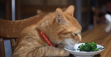 猫咪吃山药，健康又营养