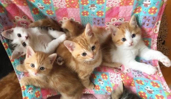 从零开始养小猫,一月成长计划(宠爱小猫)