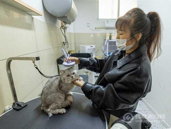 4月22日,在宿城浍水路一萌宠店,店老板在为小猫梳毛。