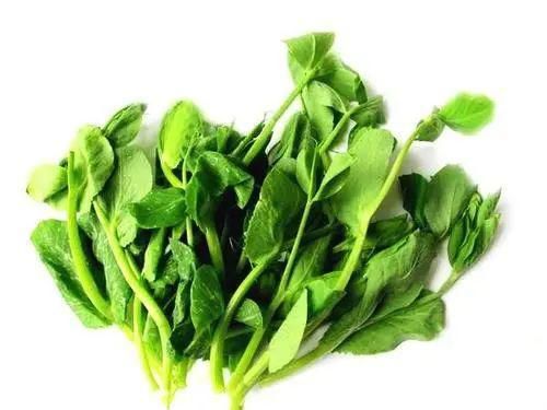 猫咪能吃哪些豆苗？嫩绿豆苗、紫苏叶、豌豆苗……它们都安全吗？