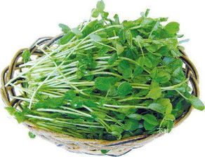 猫咪能吃哪些豆苗？嫩绿豆苗、紫苏叶、豌豆苗……它们都安全吗？