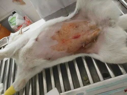 母狗绝育后，科学饮食，关爱宠物健康。