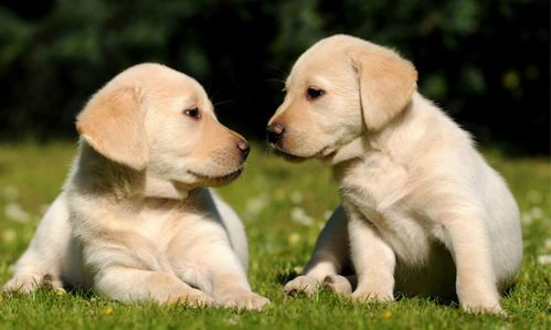 母狗绝育后，科学饮食，关爱宠物健康。