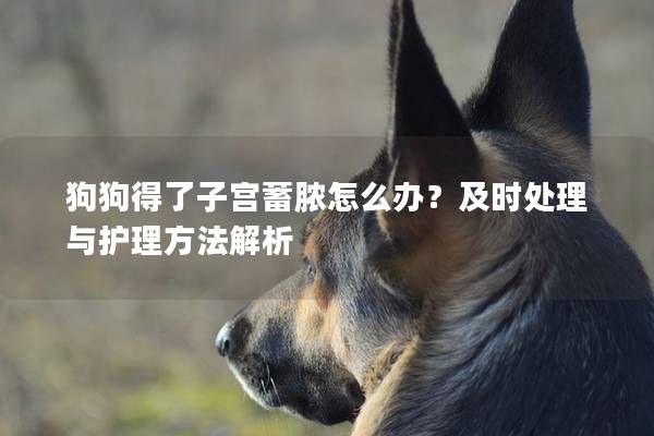 狗狗得了子宫蓄脓怎么办?及时处理与护理方法解析