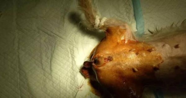 狗狗绝育后多久会痊愈？（了解狗狗绝育手术后的恢复时间）