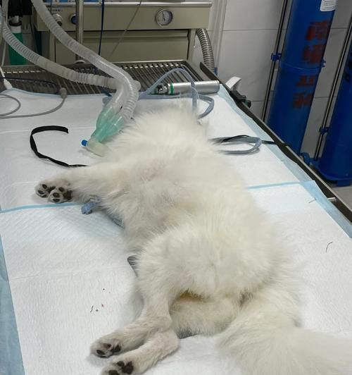 狗狗绝育后多久会痊愈？（了解狗狗绝育手术后的恢复时间）