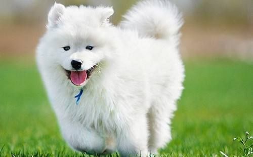 萨摩犬健康饮食，科学搭配。