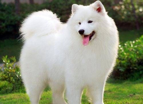 萨摩犬健康饮食，科学搭配。