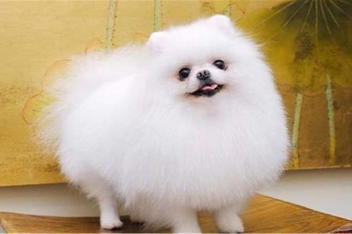 博美狗狗饮食，羊肉可否食用？