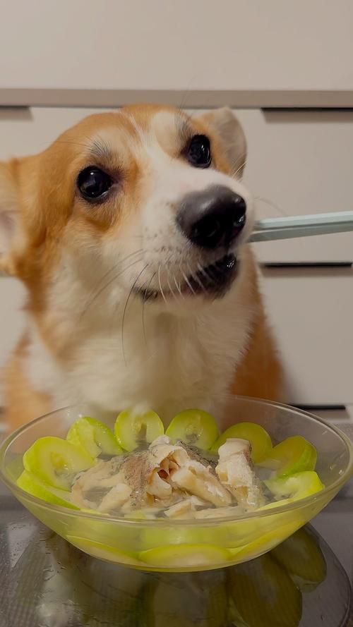 狗狗能吃鳕鱼吗（狗子能吃鳕鱼吗）