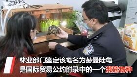 赫曼陆龟能做宠物养多久？