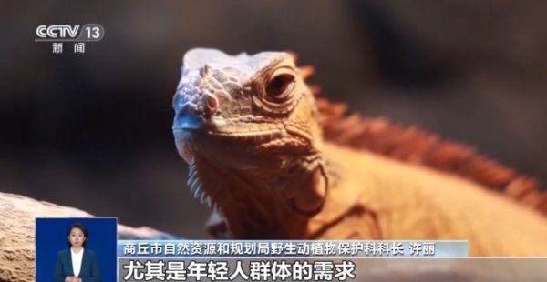 我国1707万人养异宠 “异宠热”背后的隐患