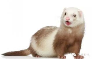 貂作为宠物能养多久？