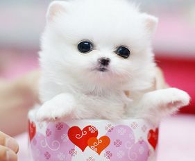 毛茸茸宠物寿命长，选对品种很重要！