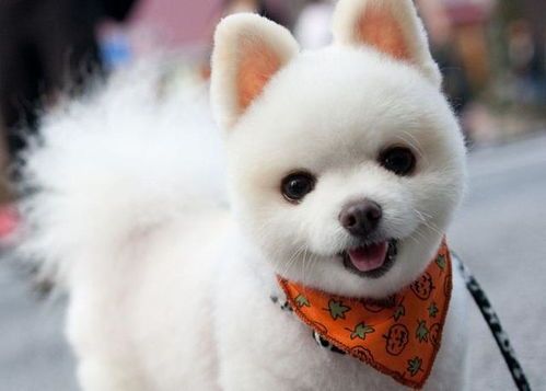 毛茸茸宠物寿命长，选对品种很重要！