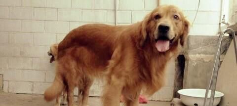 家狗狗可以活多少年?如何延长宠物狗的寿命?