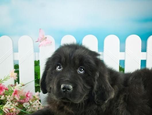 家狗狗可以活多少年?如何延长宠物狗的寿命?