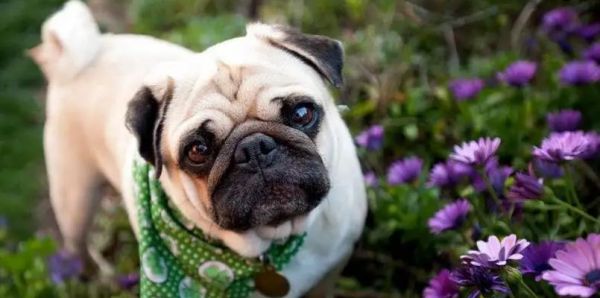 家狗狗可以活多少年?如何延长宠物狗的寿命?