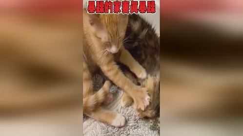 暴躁的家妻真暴躁