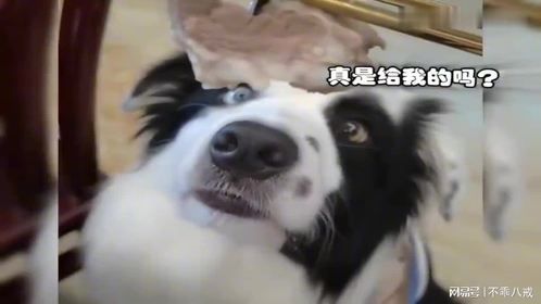 盘点萌宠的表情，女主化妆后猫咪都看懵，