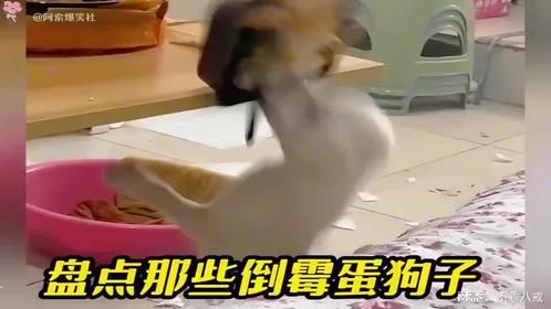 傻狗倒霉日常！狗狗：我的一生如履薄冰啊