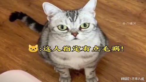 盘点被吓一跳的猫咪，猫：你指定是有点毛病