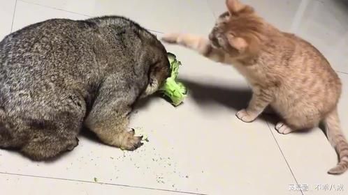 猫遇见土拨鼠也不好下手啊哪有老鼠这么大