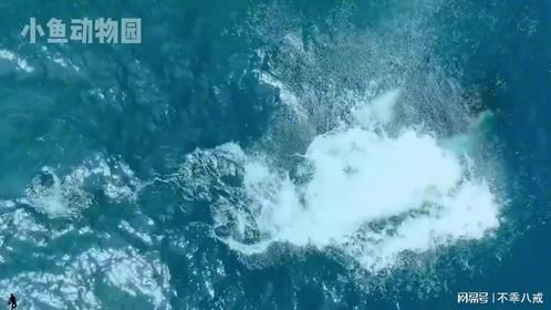 我感觉黑白配色的动物多少有点颠颠的！