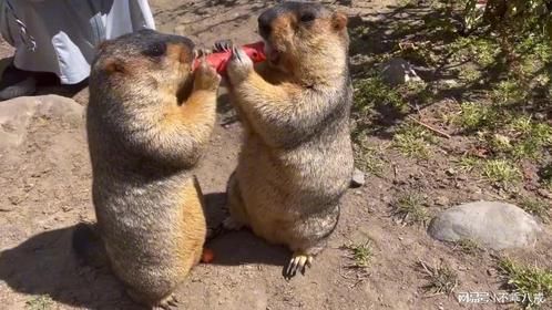 两只土拨鼠争抢同一根胡萝卜，下一秒，把游客的肚子都笑疼了！