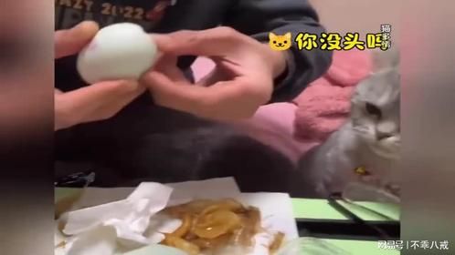 猫：讨厌没有边界感的人