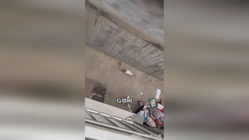 听说猫有九条命，你觉得呢