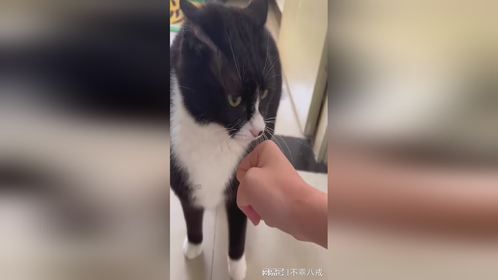 十猫九犟，还有一个特别犟