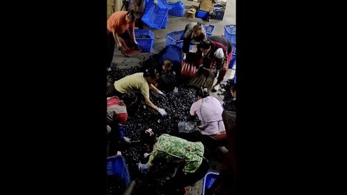 工厂计件的工人，货一到就疯狂抢，干活上瘾了！