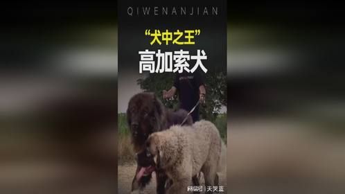 高加索犬能打得过藏獒吗？高加索牧羊犬的体型和战斗力怎么样